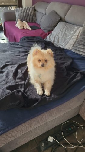 Miro