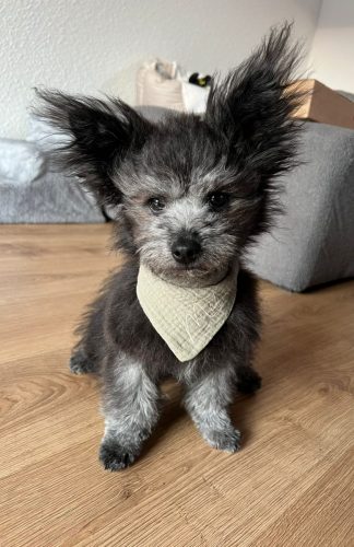 Fred