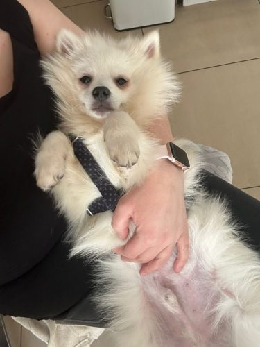 Teddy