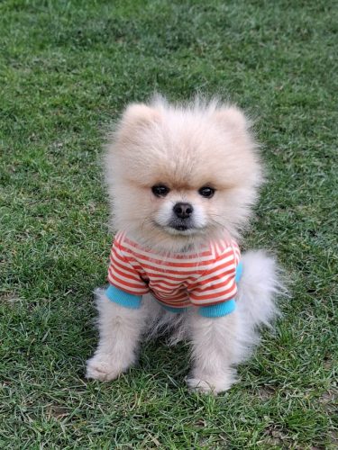 Chico
