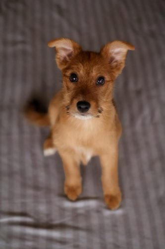 Cinnamon