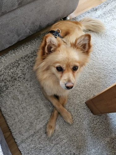 Amber