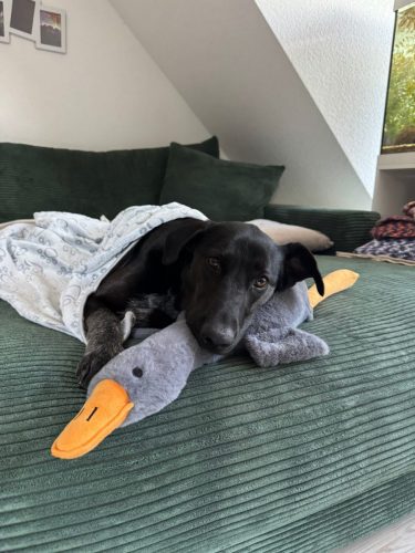 Cleopatra