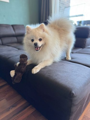 Merlin