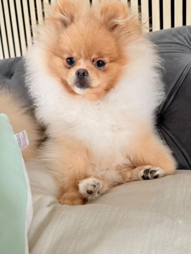Simba