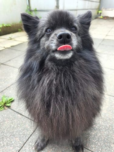 Paco