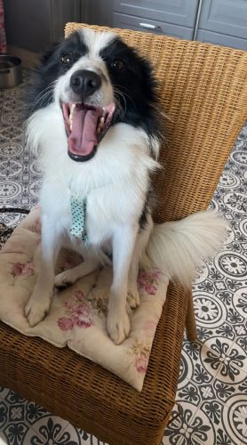 Olaf