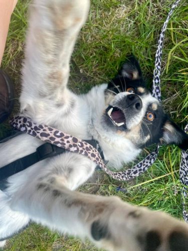 Fenja