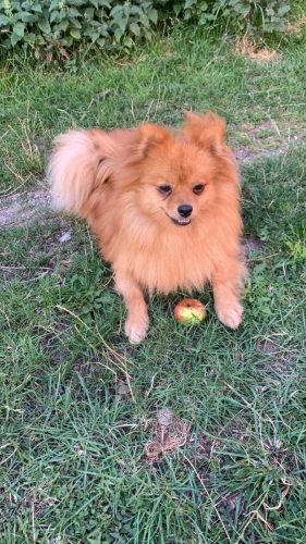 Muffin