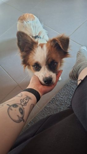 Bodo