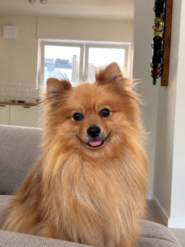 Bruno